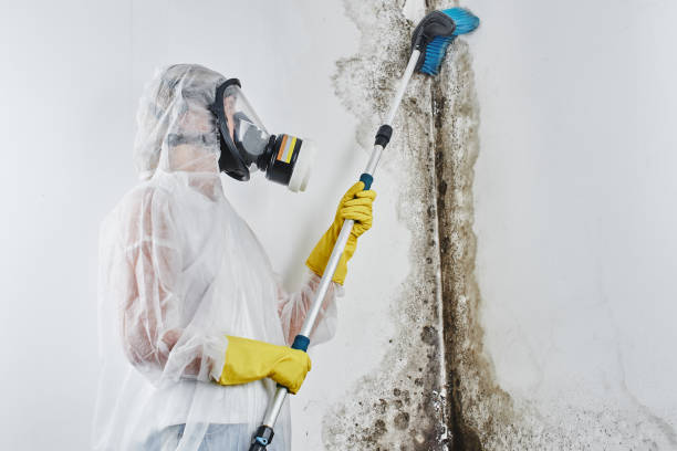 Best Crawl Space Mold Removal  in Woodmont, CT