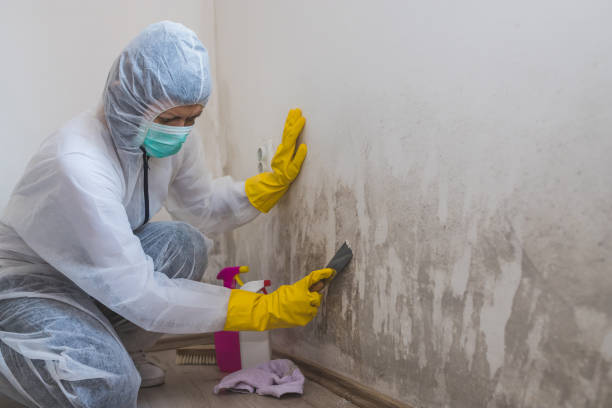 Best Home Mold Removal  in Woodmont, CT