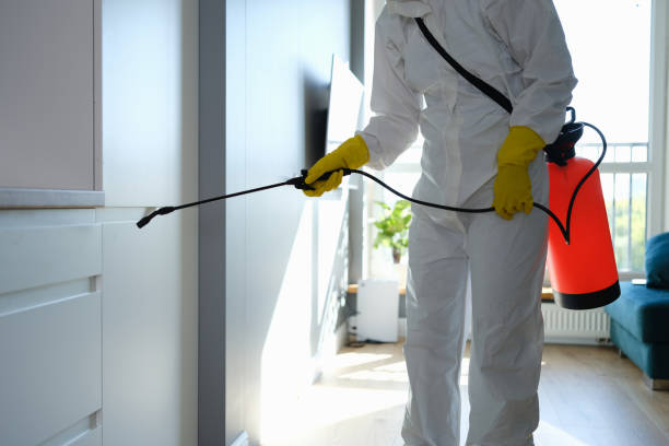 Best Black Mold Removal  in Woodmont, CT