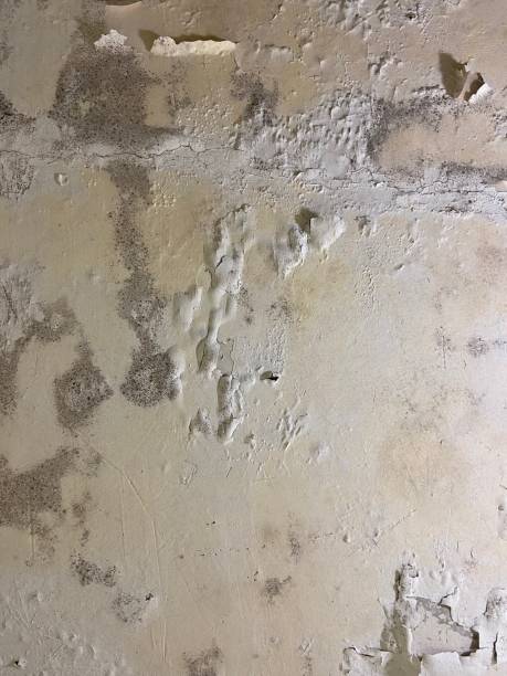 Best Certified Mold Removal  in Woodmont, CT