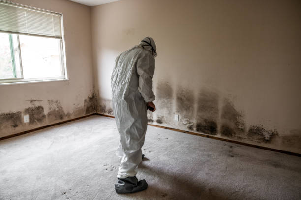 Best Office Mold Removal Services  in Woodmont, CT