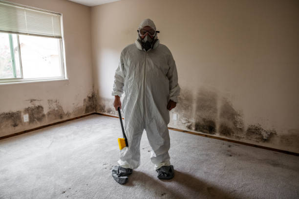 Best Attic Mold Removal  in Woodmont, CT